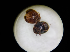 Aspidiphorus orbiculatus