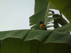 Ramphocelus flammigerus flammigerus