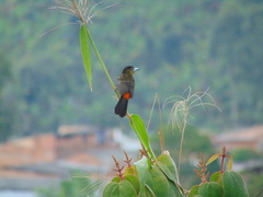 Ramphocelus flammigerus flammigerus