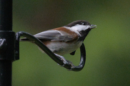 Chestnut-backed Chickadee (Poecile rufescens), photo 3