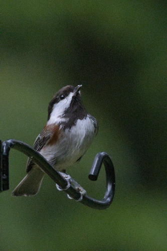 Chestnut-backed Chickadee (Poecile rufescens), photo 2