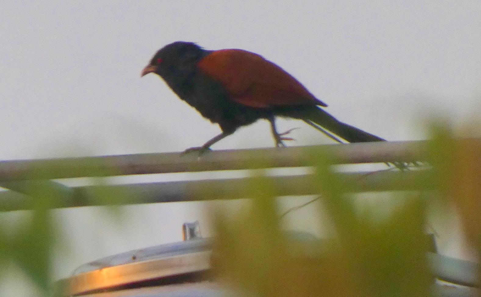 Greater Coucal (Centropus sinensis), photo 6