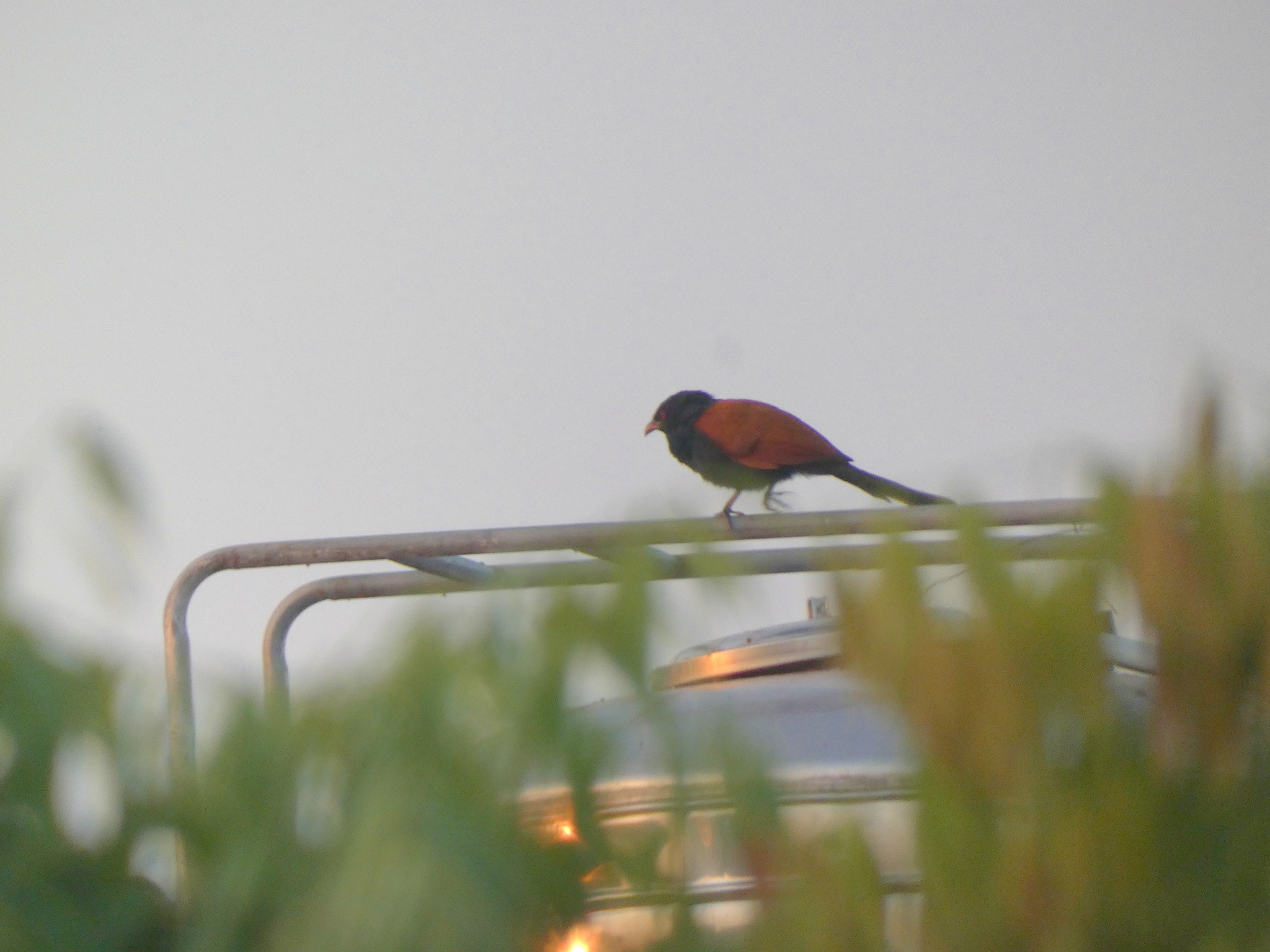 Greater Coucal (Centropus sinensis), photo 5