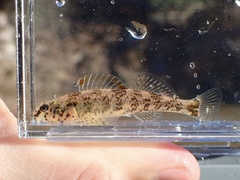 Harlequin Darter photo 4