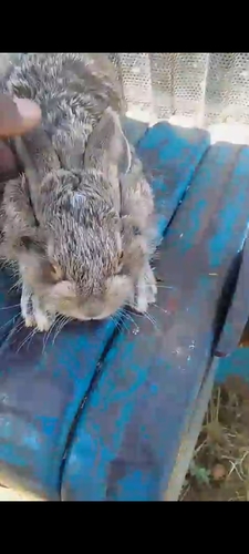 White-sided Jackrabbit (Lepus callotis)