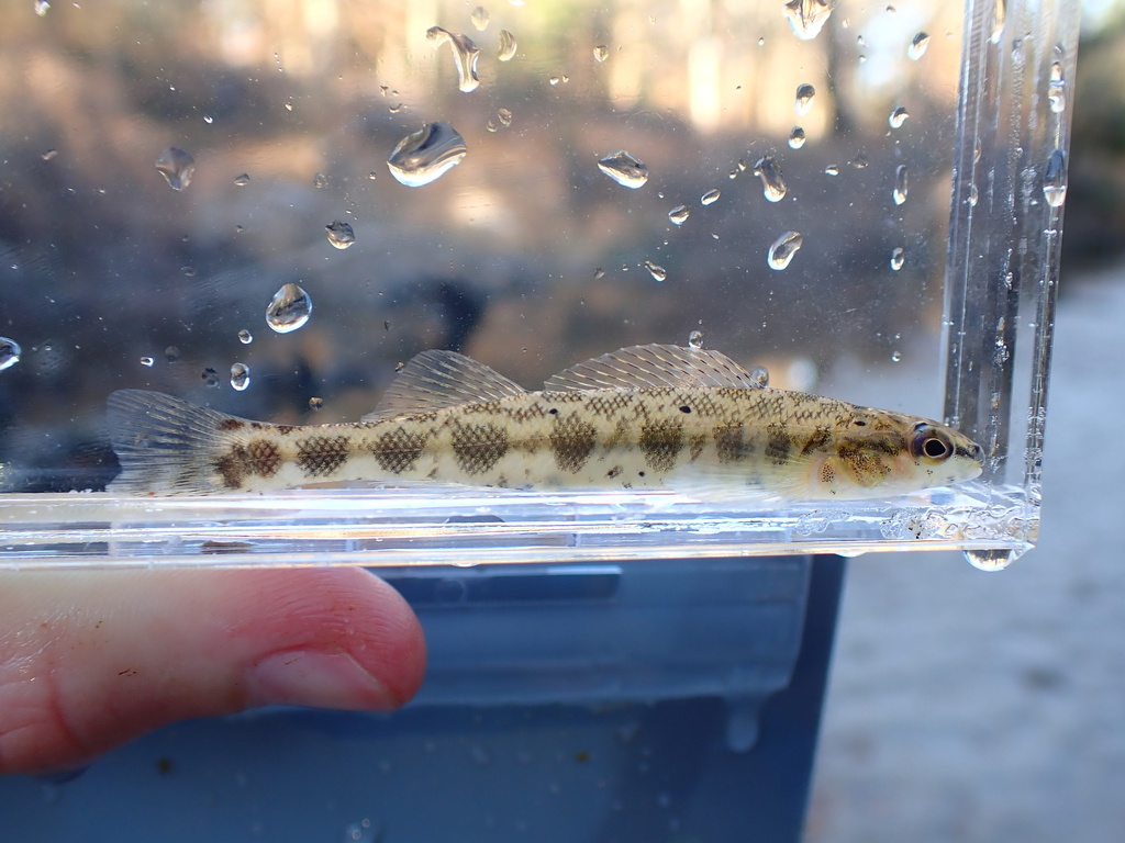 Dusky darter (Percina sciera) — Percidae