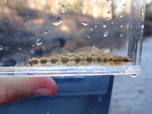 Dusky darter (Percina sciera) — Percidae