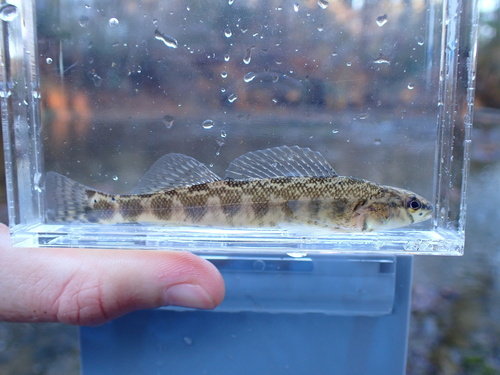 Dusky darter (Percina sciera) — Percidae — 4