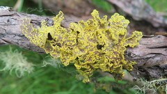 Crocodia rubella
