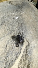 Leptobrachium hasseltii