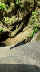 Leptobrachium hasseltii