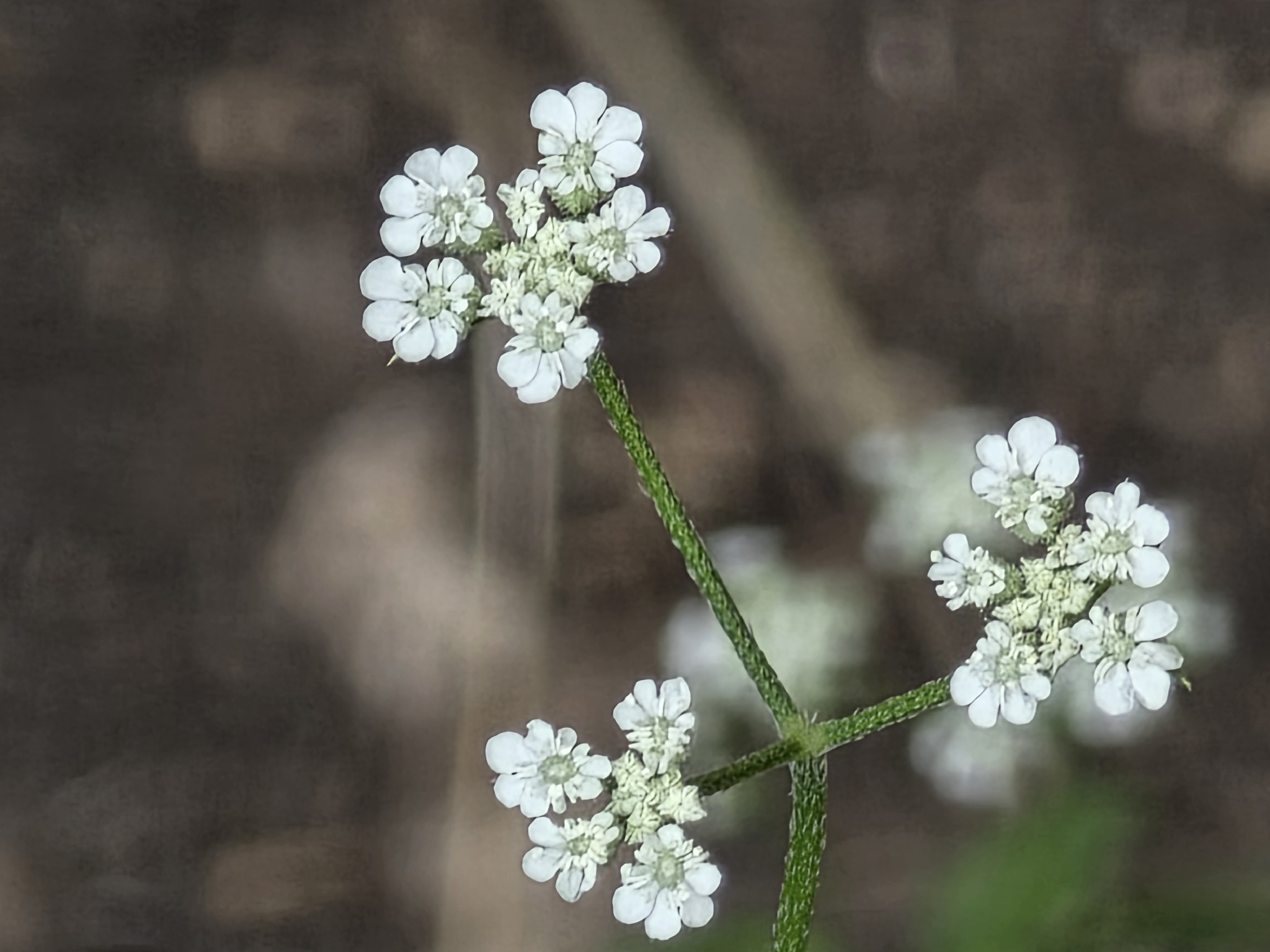 Spreading hedgeparsley