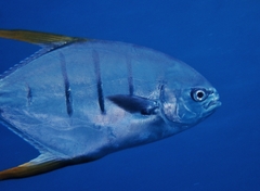 Gafftopsail Pompano photo 1