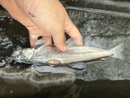 Candlefish (Thaleichthys pacificus) — Osmeridae — 4