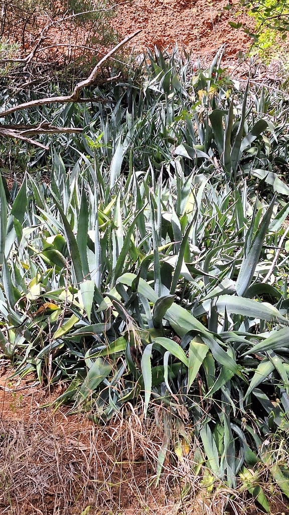 Agao Mỹ – Agave americana