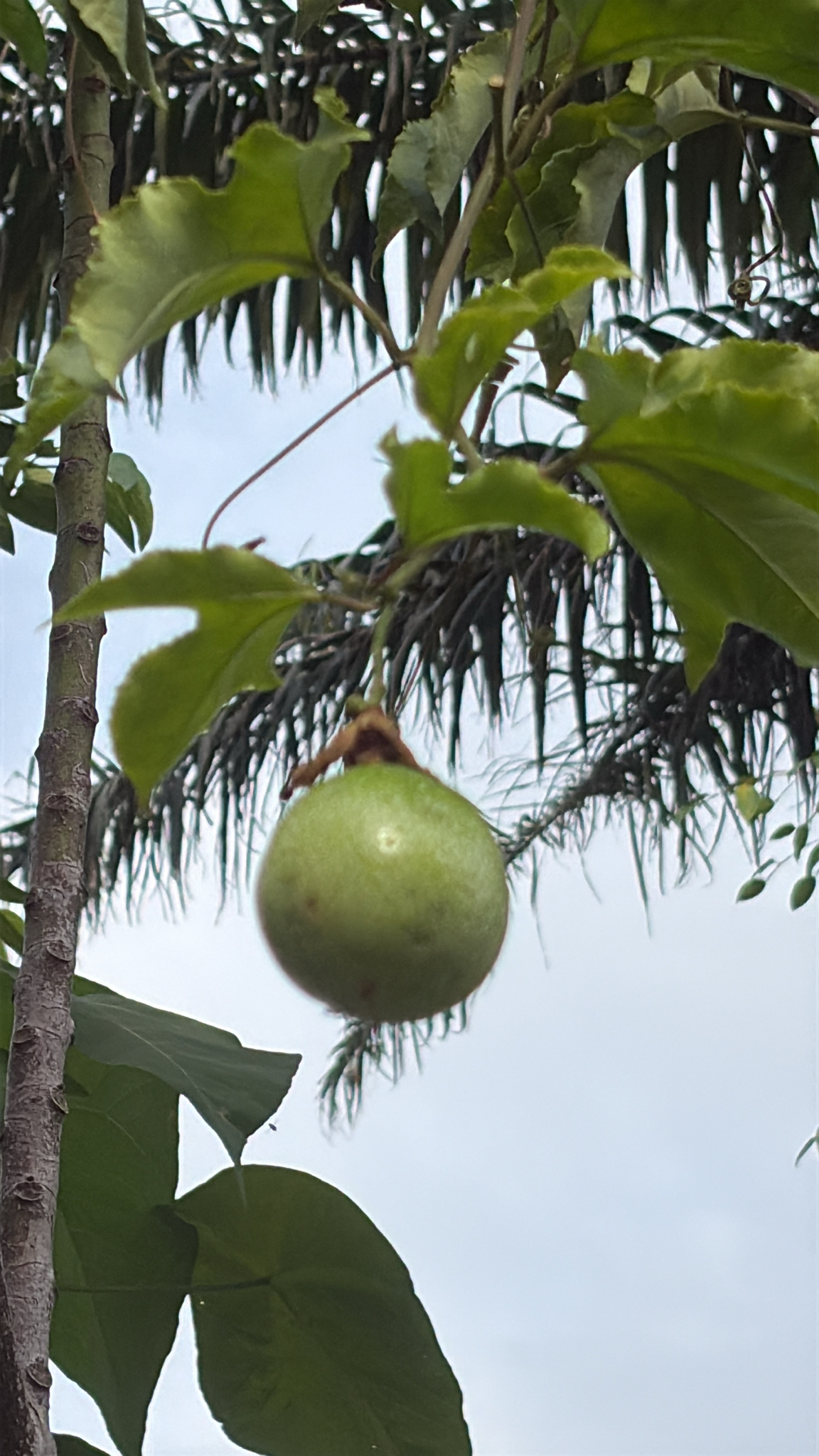 Photo by Wu Ai Leong via iNaturalist (Copyright Wu Ai Leong)