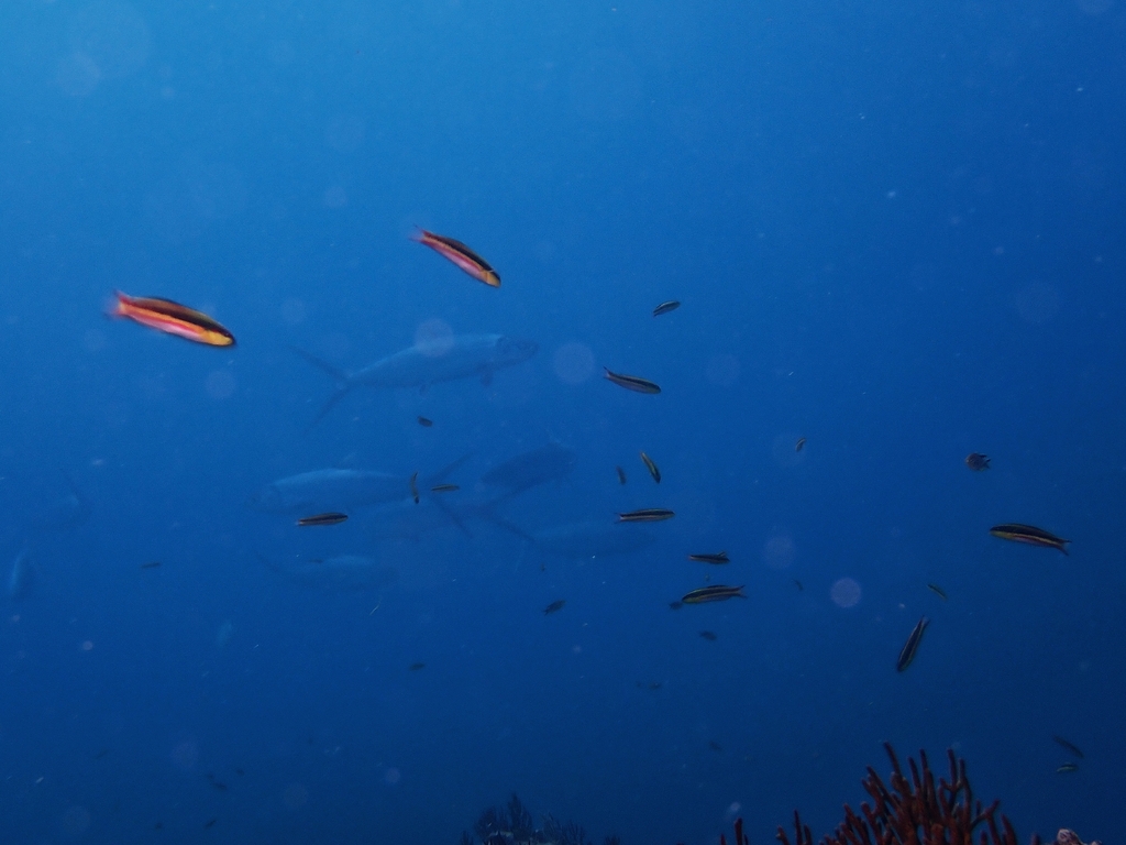 Milkfish