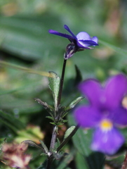 Viola tricolor curtisii