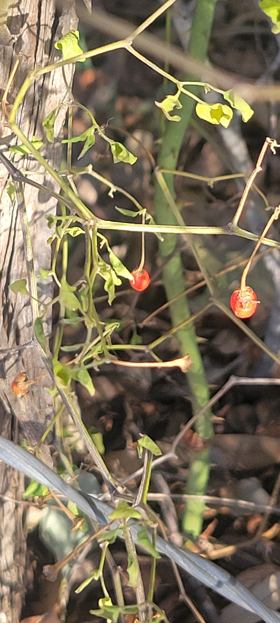 Photo by Cyndie Segovia via iNaturalist (Copyright Cyndie Segovia)