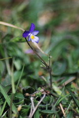 Viola tricolor curtisii