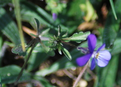 Viola tricolor curtisii