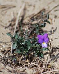 Viola tricolor curtisii