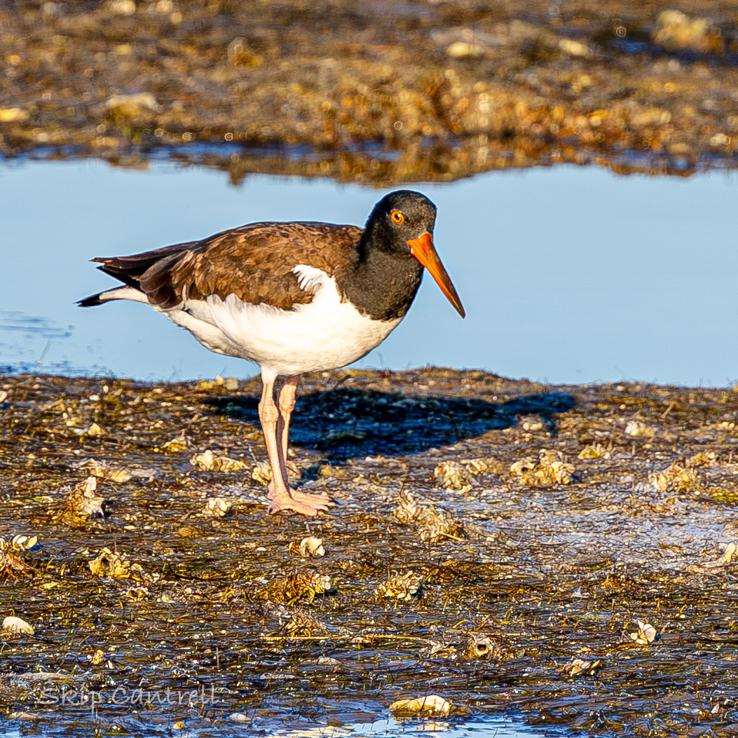 American Oystercatcher (Haematopus palliatus), photo 1