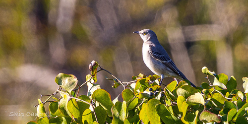 Northern Mockingbird (Mimus polyglottos), photo 6