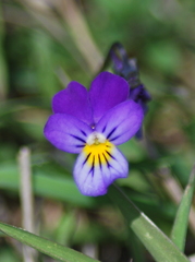 Viola tricolor curtisii