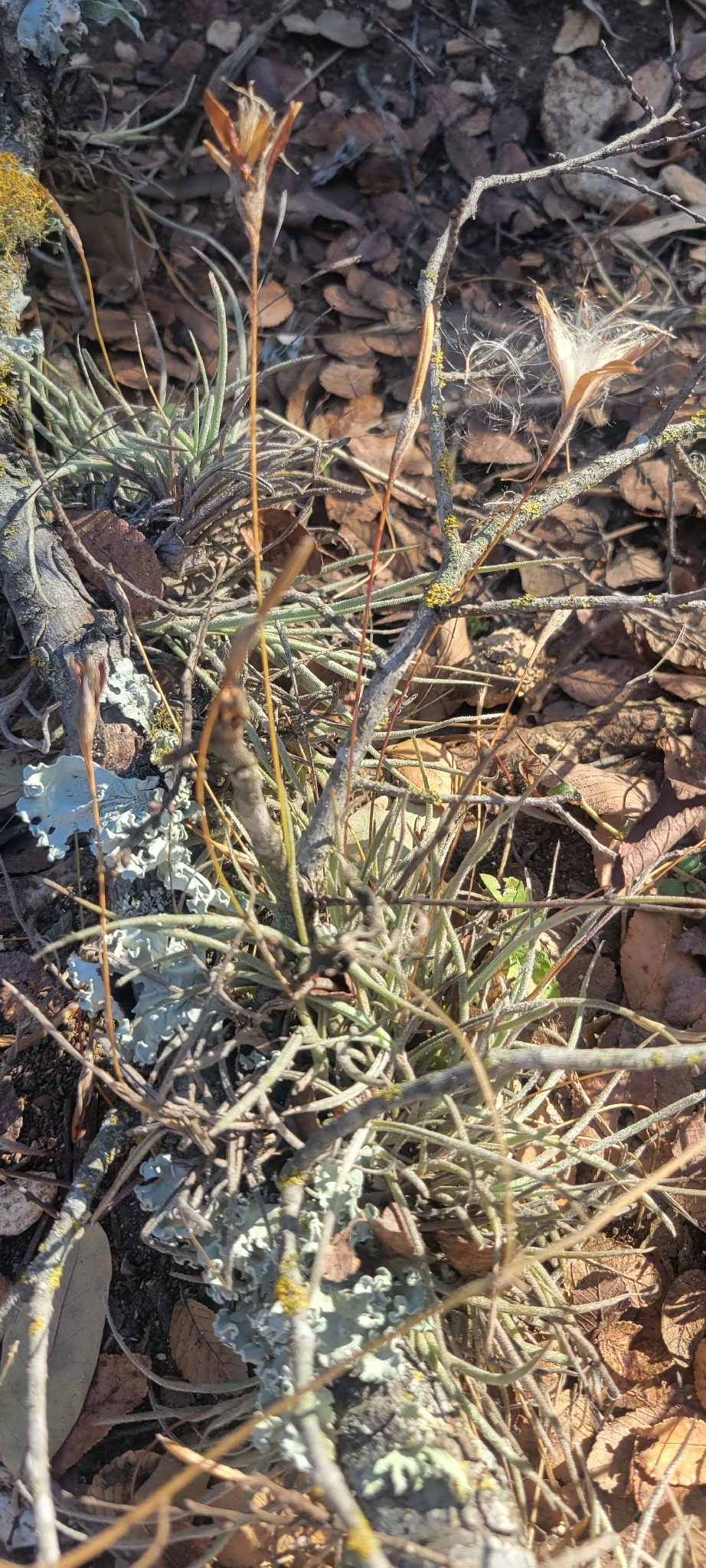 Ball moss