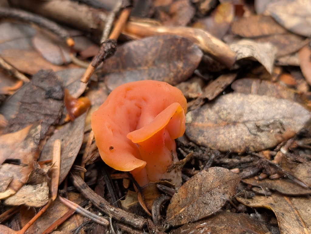 Guepinia helvelloides · January 2026 · photo: © the-sergey (iNaturalist, cc-by)