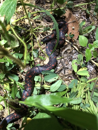 Photo of a Calabar Ground Python (Calabaria reinhardtii)