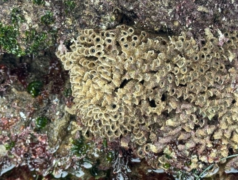 Phragmatopoma californica (Fewkes, 1889)