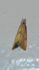 Glaucocharis auriscriptella