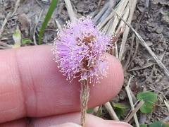 Mimosa microphylla