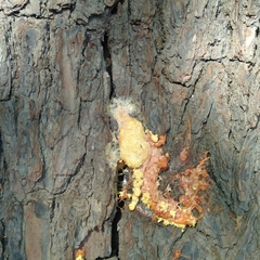 Fuligo septica