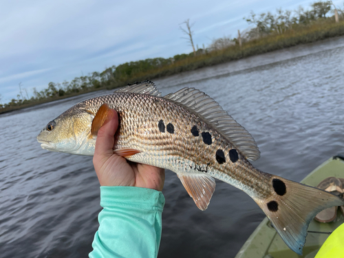 Red drum (Sciaenops ocellatus) — Sciaenidae — 2