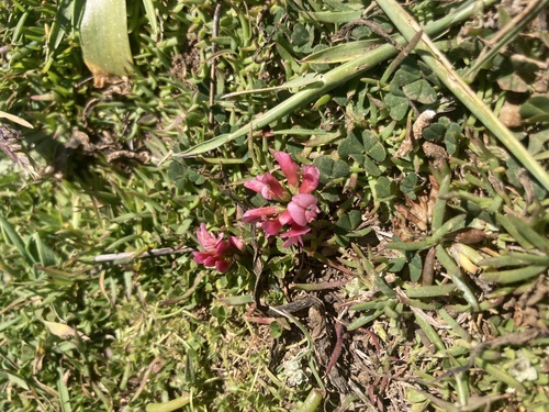peanut clover (Trifolium polymorphum)