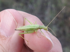Oecanthus celerinictus