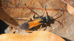 Priocnemis conformis