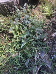 Potentilla breweri