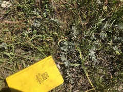 Potentilla breweri