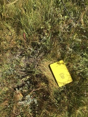 Potentilla breweri