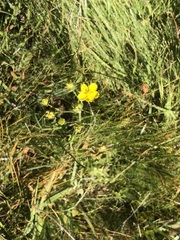 Potentilla breweri