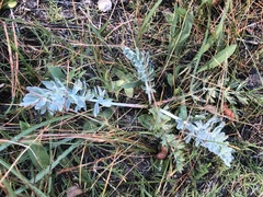 Potentilla breweri