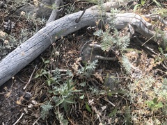 Potentilla breweri