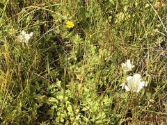 Gentiana newberryi tiogana