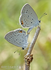 Cupido comyntas texana