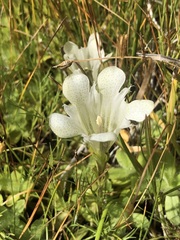 Gentiana newberryi tiogana