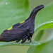 Two-marked Treehopper Complex - Photo (c) Eduardo Axel Recillas Bautista, some rights reserved (CC BY-NC), uploaded by Eduardo Axel Recillas Bautista